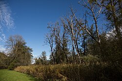 Gersdorfer Ennsaltarm