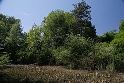 Ehemaliges Lehmabbaugebiet in der KG Gleisdorf „Stroblgründe“
