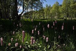 Feuchtbiotop Mooshuben in Halltal