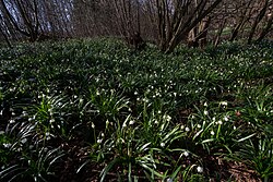 Frühlingsknotenblumenvorkommen in St. Lorenzen