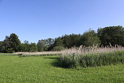 Feuchtgebiet in der KG Weinitzen