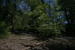 Altarm und Auwald zwischen der Altenmarkter Brücke und dem Silberwald