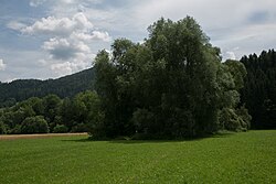 Murauen im Gebiet des Grieses in St. Michael