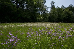 Feuchtbiotop Doblwiesen