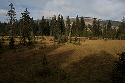 „Latschen-Hochmoor“ in Fladnitz