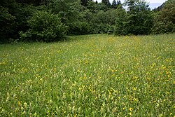 Auwald und Feuchtwiesen in der Grünau