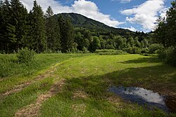 Narzissen- und Ohrwiese KG Halltal