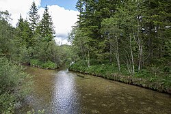 Auwald und Feuchtbiotopwiesen „Hubertusseezufluss“