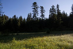 Drei Moorflächen in der KG Bad Mitterndorf „Moor bei der Oberst Schmid Ruhe“, „Nagelmoos“ und „Borzen“