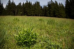 „Enzianwiese“ in Bereich des Masenberges