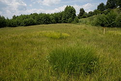 Feuchtwiese Niedermoor in der KG Haselsdorf