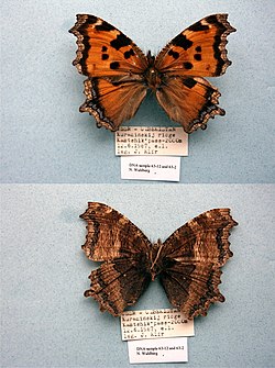 Nymphalis xanthomelas
