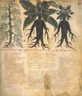 Mandragorabilder im Dioscurides Neapolitanus (Blatt 90)