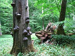 Nationalpark Hainich (Thüringen)
