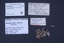 Clausilia dubia runensis