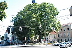2 Morgenländische Platanen (Platanus orientalis)