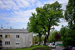 Elsbeere (Sorbus torminalis)