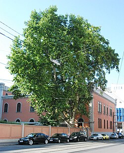 Morgenländische Platane (Platanus orientalis)