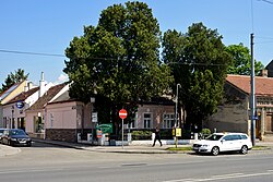 2 Morgenländische Lebensbäume (Thuja orientalis)