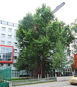 Morgenländische Platane (Platanus orientalis)