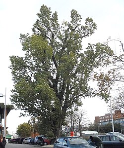 Schwarzpappel (Populus nigra)