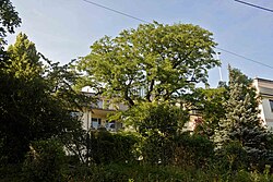 Gleditschie (Gleditsia triacanthos)