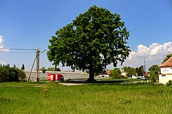 Stieleiche (Quercus robur)