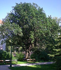 Stieleiche (Quercus robur)