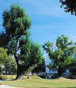 Silberpappel (Populus alba), Schwarzpappel (Populus nigra)