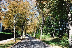 Roßkastanienallee, Spitz- und Bergahornreihe