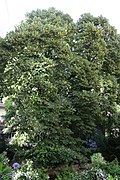 Winterlinde (Tilia cordata)