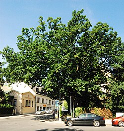 Stieleiche (Quercus robur)