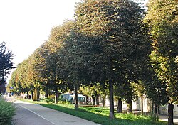 Roßkastanienreihe (Aesculus hippocastanum)