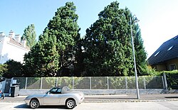 2 Säulenwacholder (Juniperus chinensis)