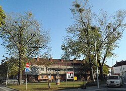 3 Silberahorn (Acer saccharinum)