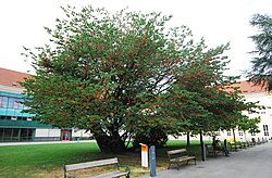 Judasbaum (Cercis siliquastrum)