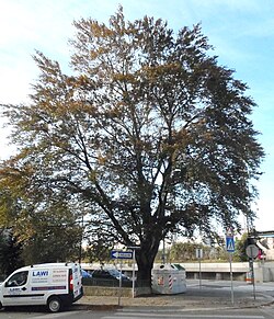 Blutbuche (Fagus sylvatica („Atropunicea“))