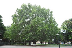 Platane (Platanus x hybrida)