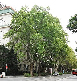 Platanen-Baumzeile (Platanus x hybrida)