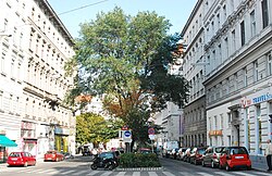 Feldulme (Ulmus minor)