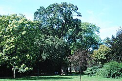 Stieleiche (Quercus robur)