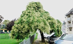 Trauerschnurbaum (Sophora japonica Pendula)