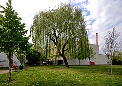 Trauerweide (Salix alba „Tristis“)