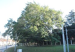 Flügelnuss (Pterocarya)