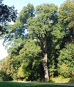Traubeneiche (Quercus petraea)