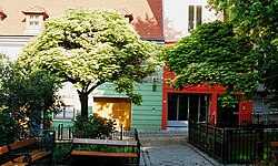 2 Kugeltrompetenbäume (Catalpa bignonioides „Nana“)
