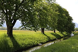 Bäume entlang des Ebbsbaches