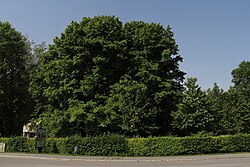 Hainbuche am Freisaalweg