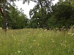 Kuhschellenrasen Wirt am Berg