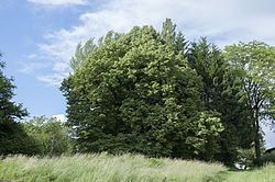 Schlosslinde
